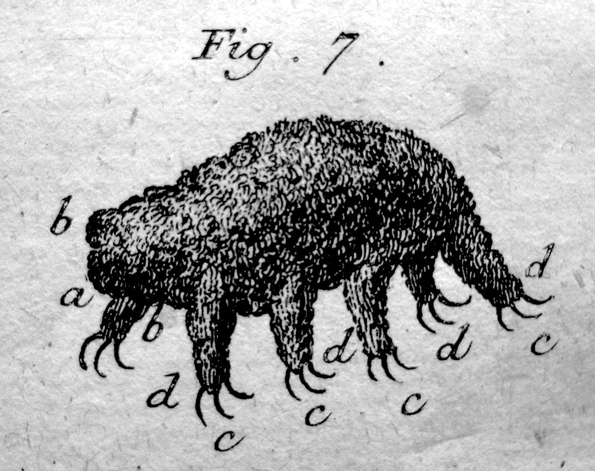 The first scientific drawing of a tardigrade, a 1773 engraving by Johann Goeze showing the plump, eight-legged "little water bear" with clawed feet labeled